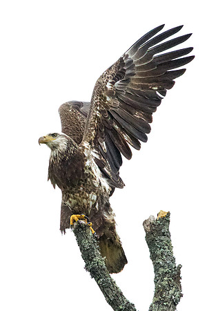 Bald Eagle (1)