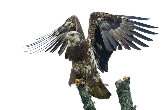 3 1-2 year old Eagle (1)