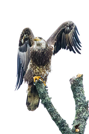 Female Bald Eagle