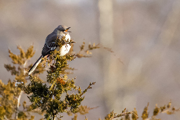 Mockingbird