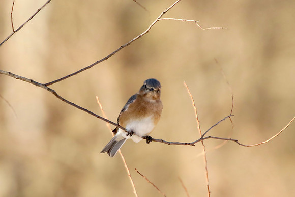 bluebird
