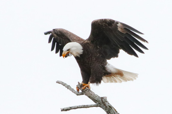 eaglelanding