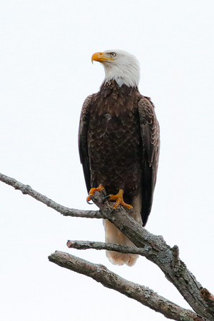 eagle