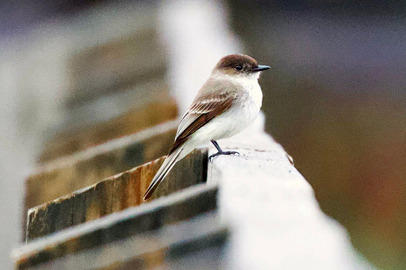 Eastern Phoebe