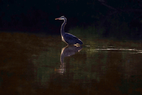 Great Blue Heron