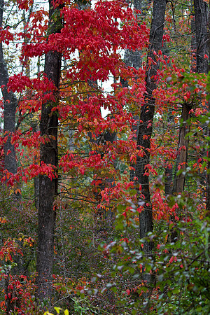 Foliage