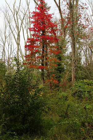 Foliage on trail