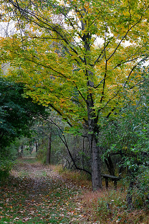 Foliage on trail