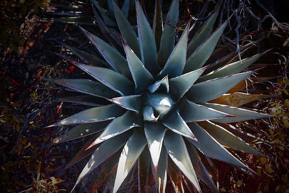 Century plant