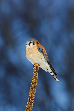 American Kestrel