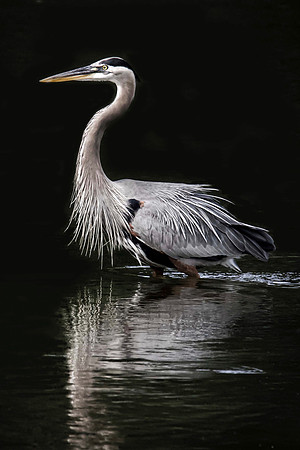 Great Blue Heron