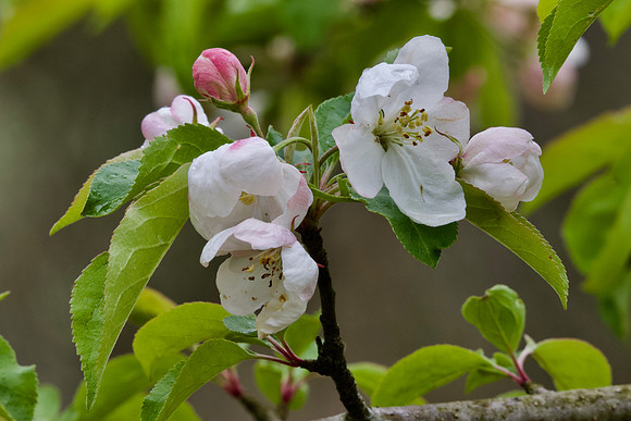 Crabapple blossoms
