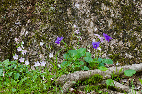 Marsh blue violet
