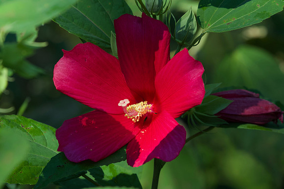 Rose mallow