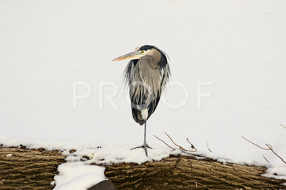 Great Blue Heron