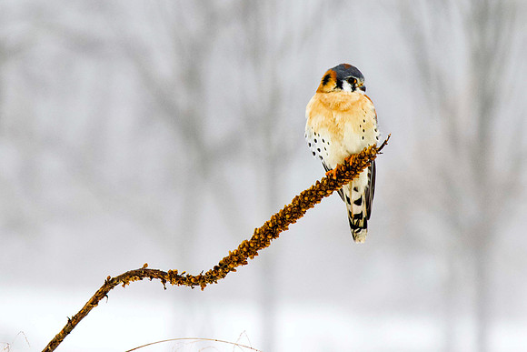 American Kestrel