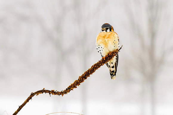 American Kestrel