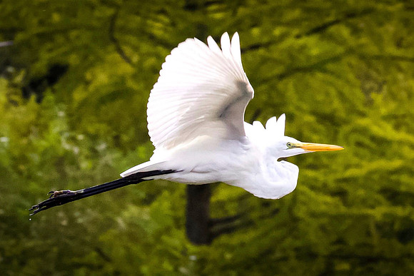 Great Egret