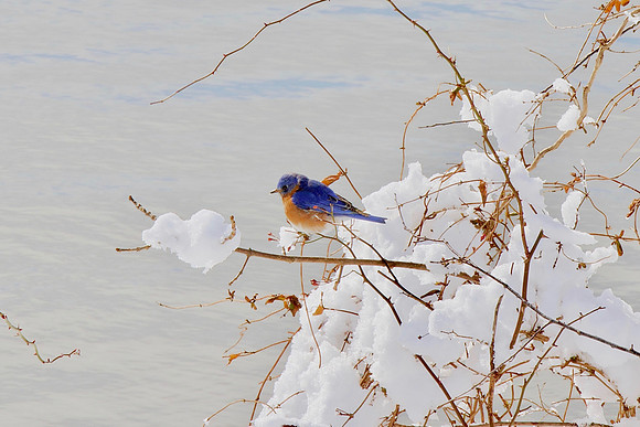 Eastern Bluebird
