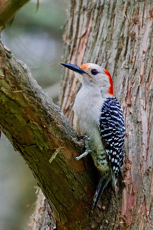 Red-bellied Woodpecker