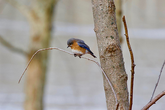 Eastern Bluebird