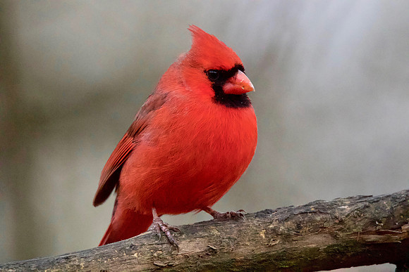 Male Cardinal