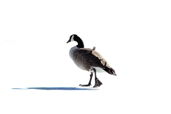 geese on ice_